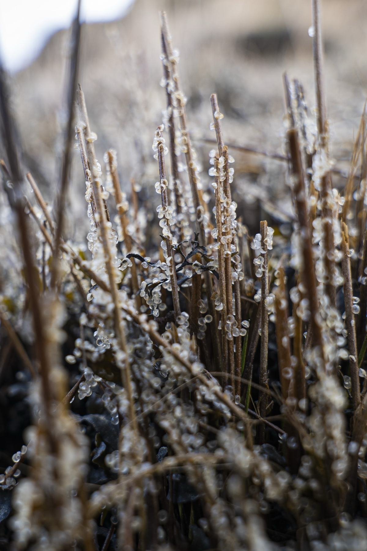Herring eggs clinging to blades of eelgrass