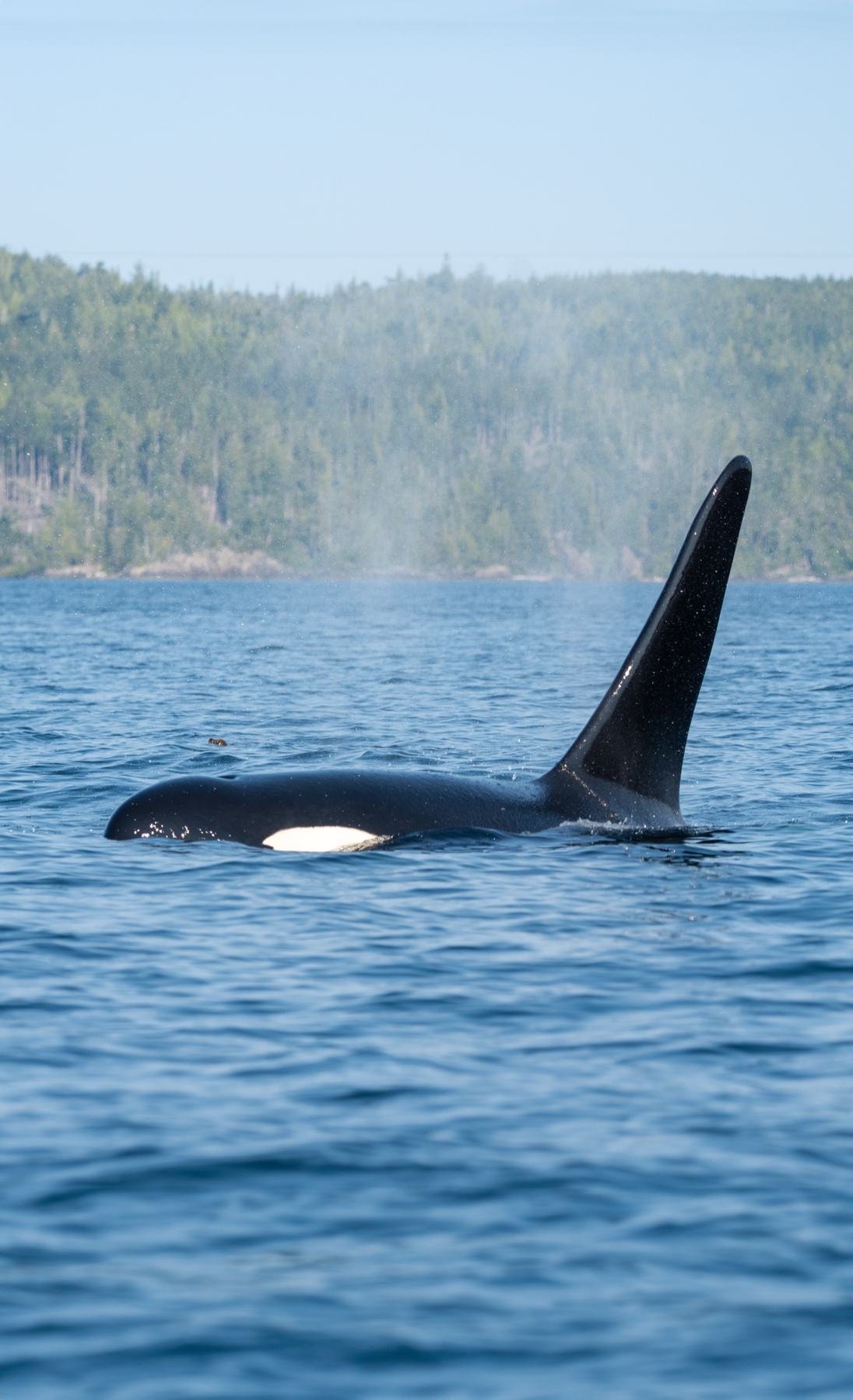 A tall orca dorsal fin against a forested shore