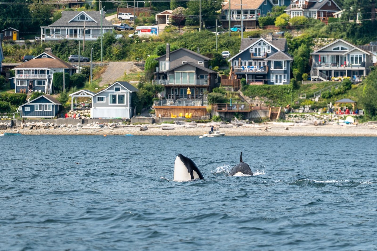 Orcas passing in front of waterfront homes