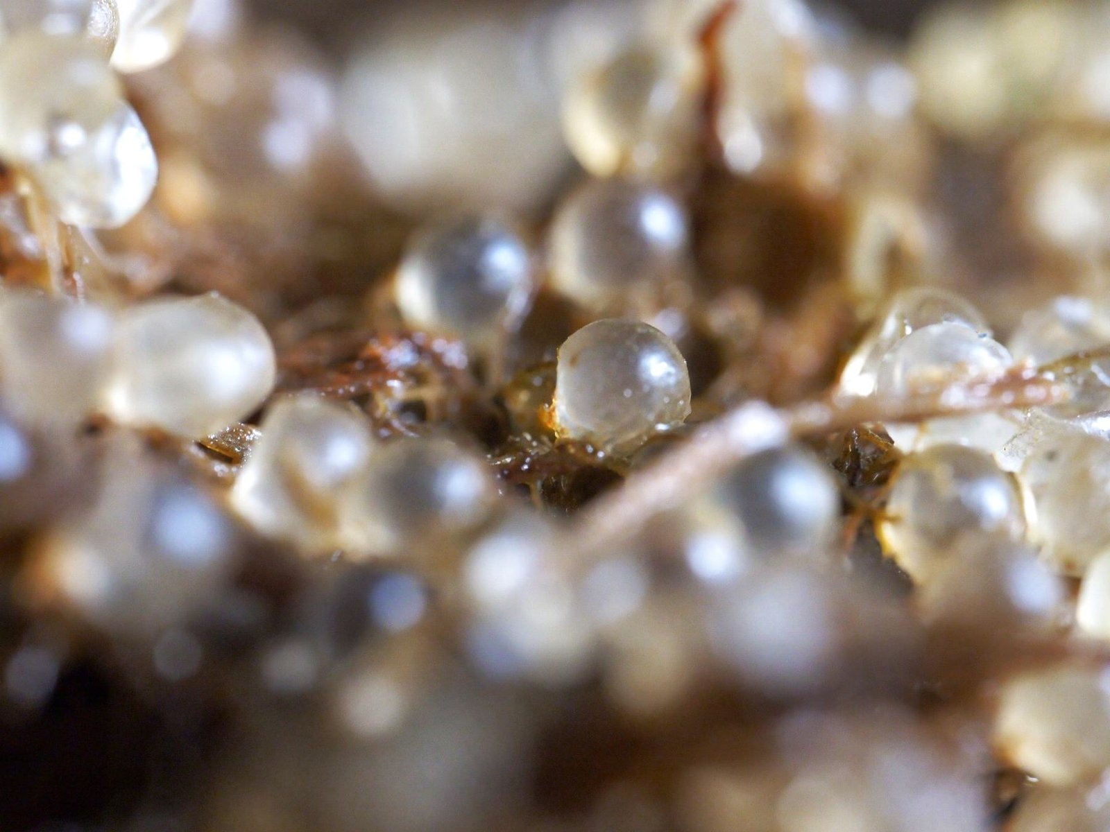 Close view of translucent herring eggs