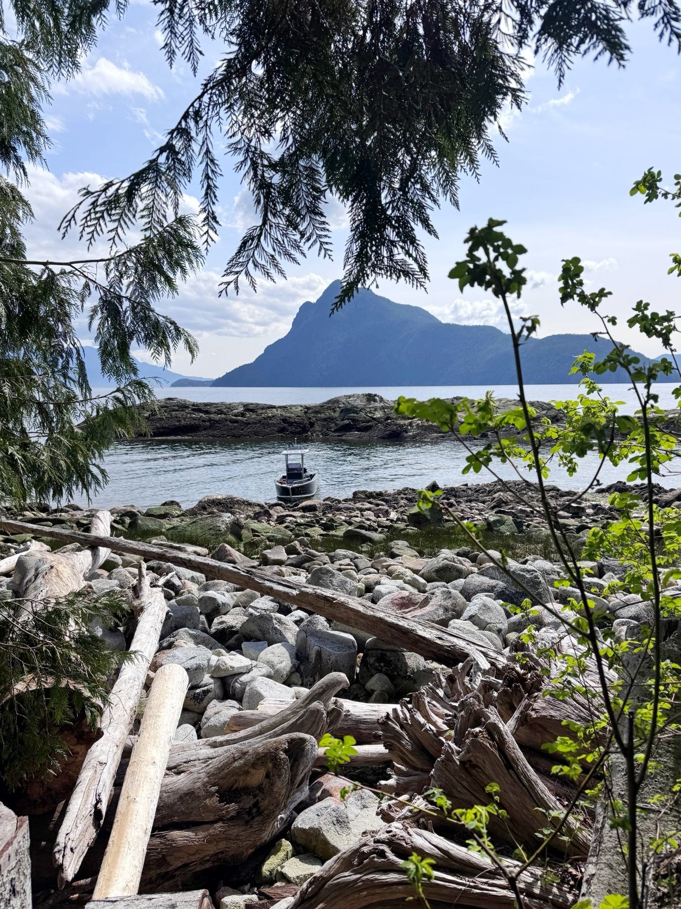 Cedar boughs over a driftwood shoreline with the sound and mountains beyond